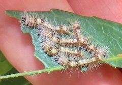 Peratodonta