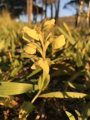 Pterygodium catholicum