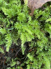 Atrichum undulatum
