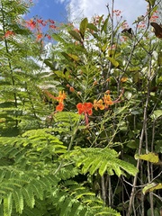 Caesalpinia