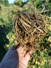 Muscardinus avellanarius