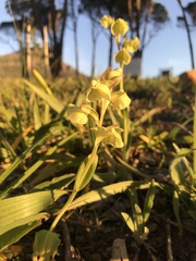 Pterygodium catholicum