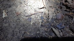 Diplopoda