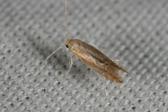 Phyllonorycter basistrigella