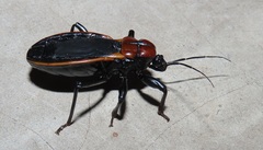 Ectrichodia crux
