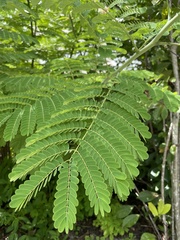 Caesalpinia