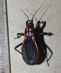 Ectrichodia crux