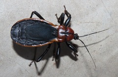 Ectrichodia crux