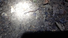 Diplopoda