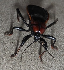 Ectrichodia crux