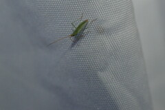 Trigonotylus caelestialium