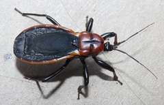 Ectrichodia crux