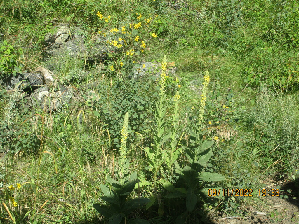 mulleins-from-la-plata-county-co-usa-on-september-11-2022-at-07-33
