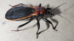 Ectrichodia crux
