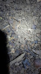 Trechus quadristriatus