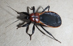 Ectrichodia crux