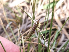 Harpochloa falx