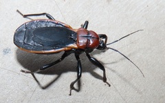 Ectrichodia crux