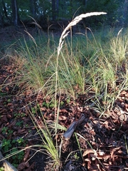 Calamagrostis epigejos