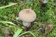 Lycoperdon excipuliforme