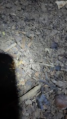 Trechus quadristriatus