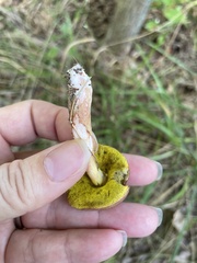 Hortiboletus campestris