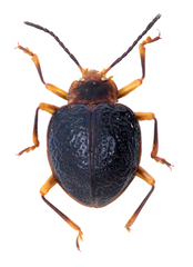 Corynomalus