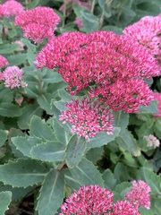 Hylotelephium maximum × spectabile