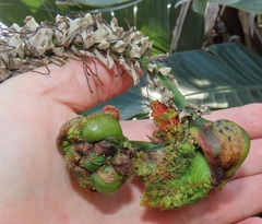 Aceria aloinis