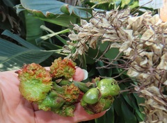 Aceria aloinis