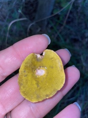 Hortiboletus campestris