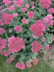 Hylotelephium maximum × spectabile