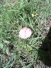 Agaricus campestris