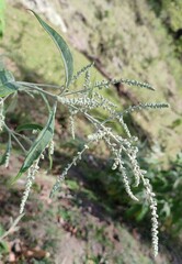 Buddleja asiatica