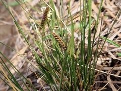 Harpochloa falx
