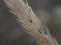 Trisetum