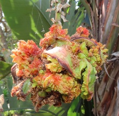 Aceria aloinis