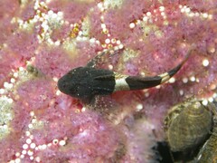 Clinocottus globiceps