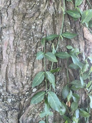 Euonymus fortunei