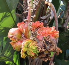Aceria aloinis