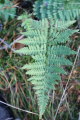 Dryopteris carthusiana