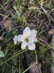 Sparaxis grandiflora
