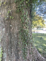 Euonymus fortunei