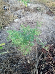 Havardia acatlensis
