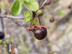 Diospyros lycioides