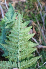 Dryopteris carthusiana