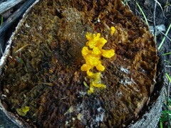 Tremella mesenterica