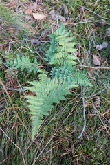 Dryopteris carthusiana