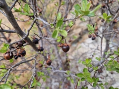 Diospyros lycioides