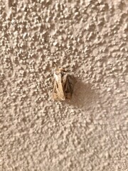 Agrotis exclamationis